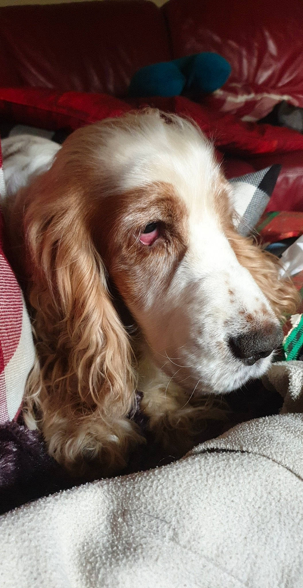 Inouck a rejoint le concours — aidez-le/la à gagner de superbes lots ! canidae, carnivore, companion_dog, dog, dog_breed, irish_red_and_white_setter, irish_setter, liver, mammal, rare_breed_dog, setter, snout, spaniel, spinone_italiano, sporting_group, vertebrate, welsh_springer_spaniel