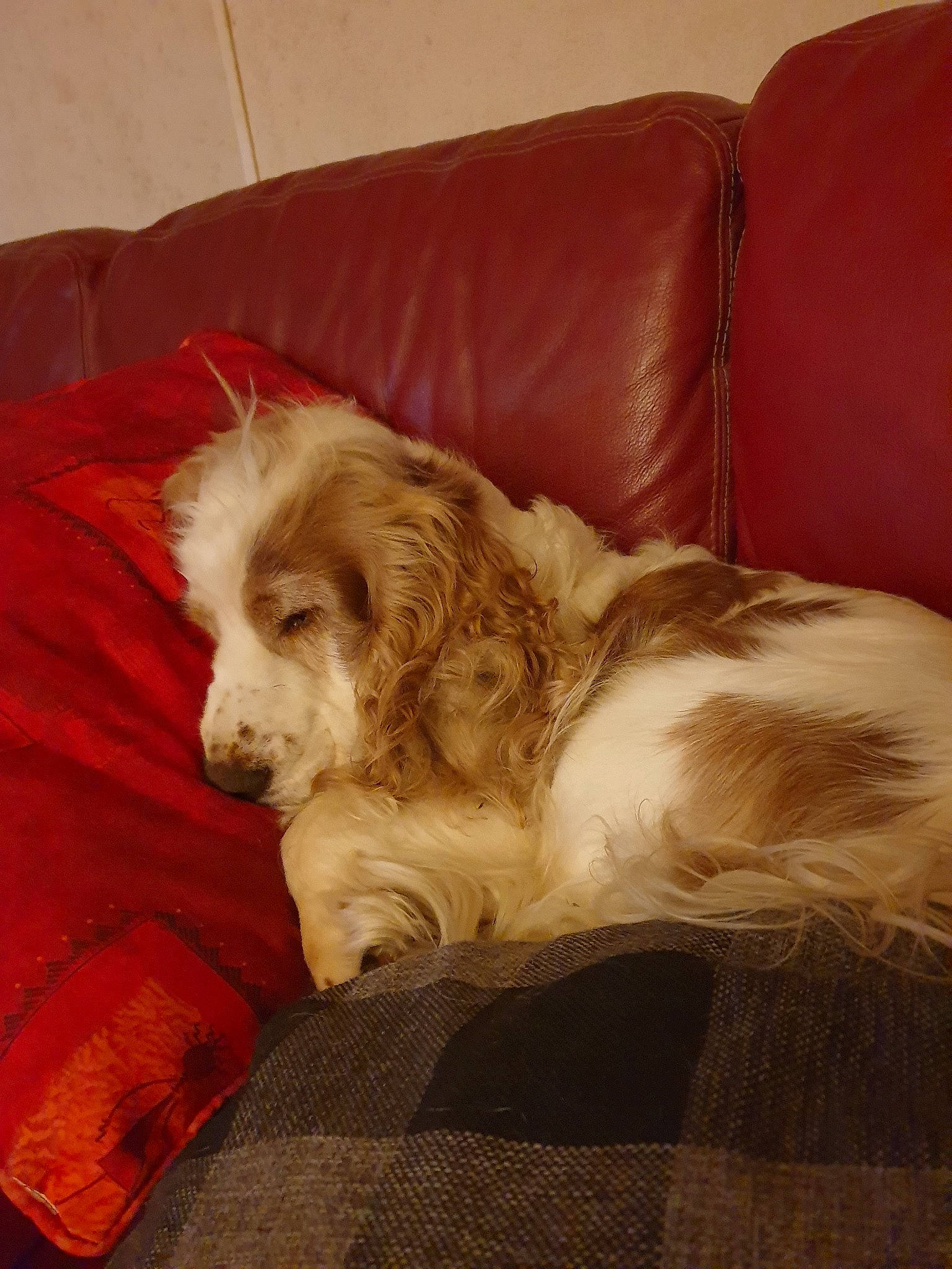 Inouck participe au concours pour gagner de l'argent avec cette photo : canidae, carnivore, clumber_spaniel, cocker_spaniel, companion_dog, dog, dog_breed, english_cocker_spaniel, irish_red_and_white_setter, mammal, russian_spaniel, spaniel, sporting_group, vertebrate