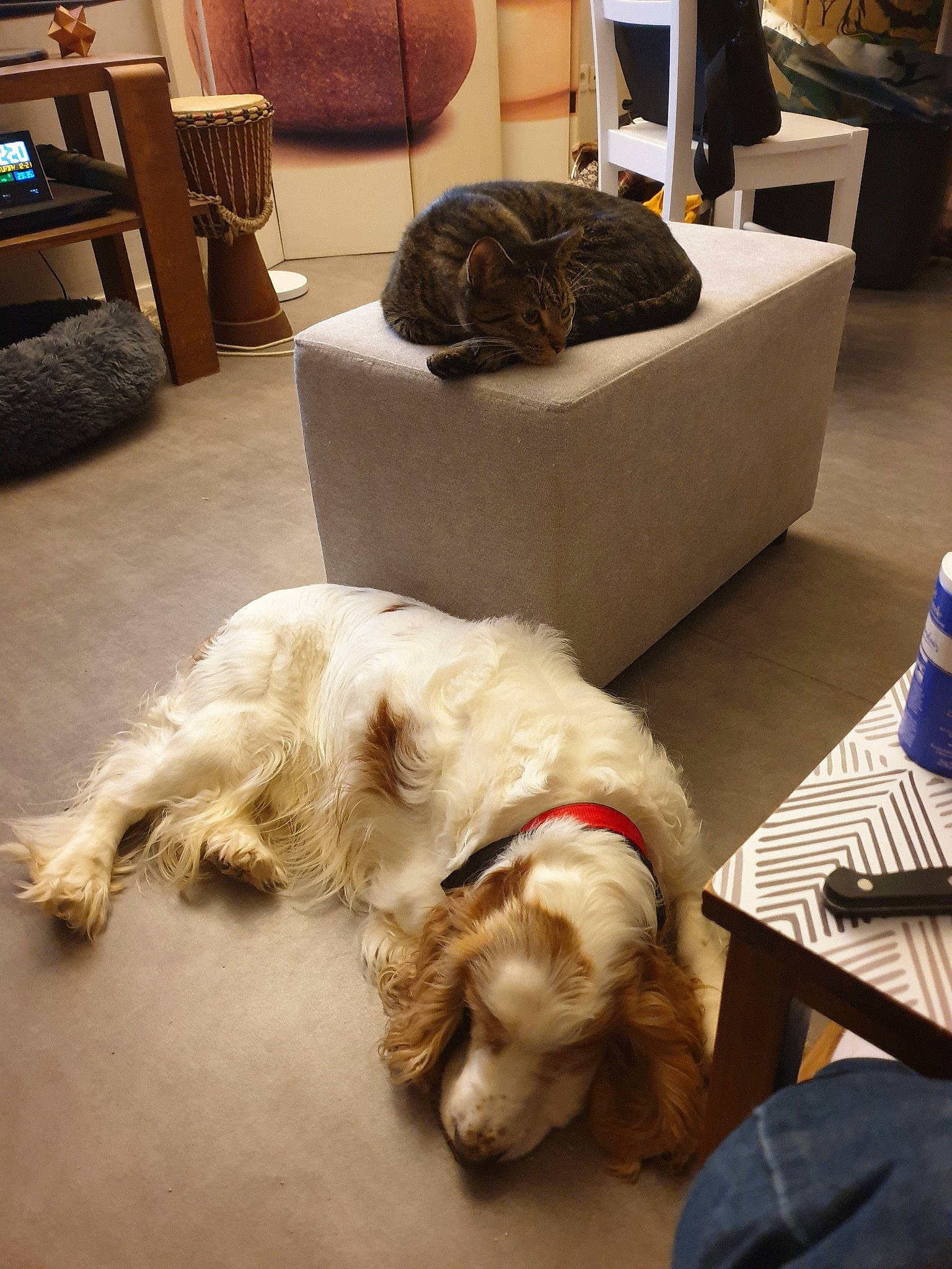 Mogwai a rejoint le concours — aidez-le/la à gagner de superbes lots ! canidae, carnivore, cavachon, clumber_spaniel, companion_dog, dog, dog_breed, floor, flooring, fur, grand_basset_griffon_vendeen, hardwood, irish_soft_coated_wheaten_terrier, petit_basset_griffon_vendeen, puppy, sealyham_terrier, spinone_italiano, sporting_group, sporting_lucas_terrier, tibetan_terrier