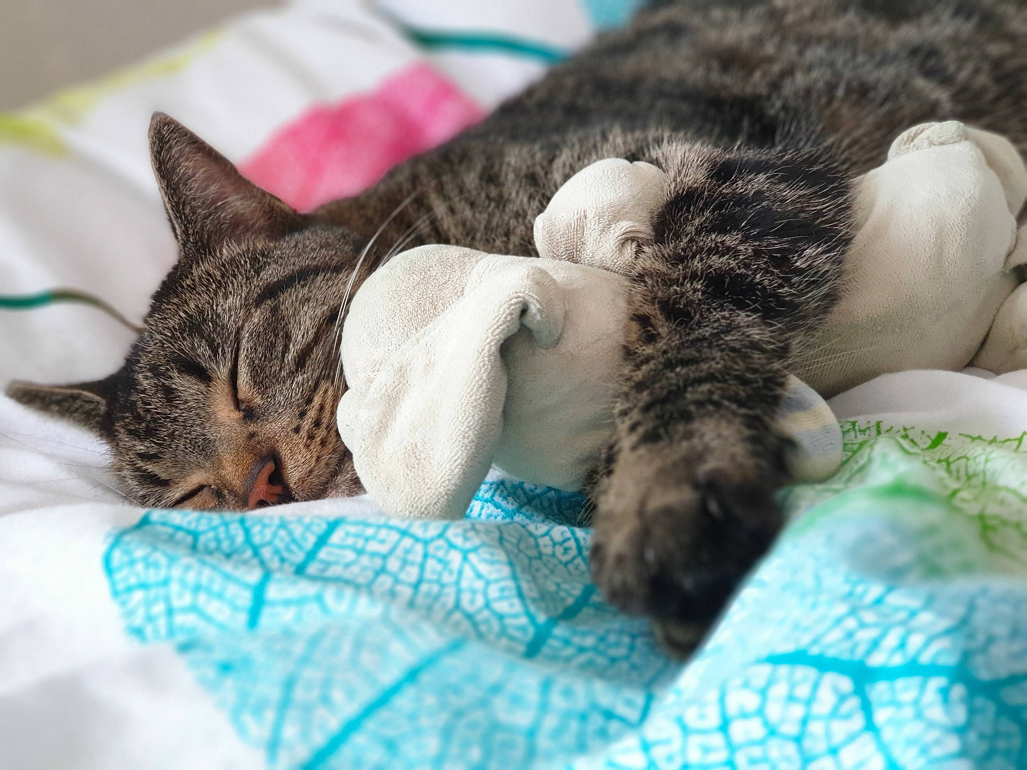 Mogwai a rejoint le concours — aidez-le/la à gagner de superbes lots ! american_shorthair, asian, carnivore, cat, domestic_short_haired_cat, dragon_li, ear, european_shorthair, felidae, fur, hug, kitten, nap, nose, paw, skin, sleep, small_to_medium_sized_cats, tabby_cat, whiskers