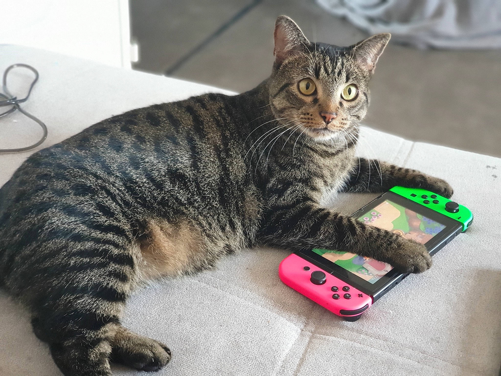 Mogwai a rejoint le concours — aidez-le/la à gagner de superbes lots ! aegean_cat, american_shorthair, asian, california_spangled, carnivore, cat, domestic_short_haired_cat, dragon_li, european_shorthair, felidae, kitten, paw, pixie_bob, play, polydactyl_cat, small_to_medium_sized_cats, tabby_cat, tail, toyger, whiskers