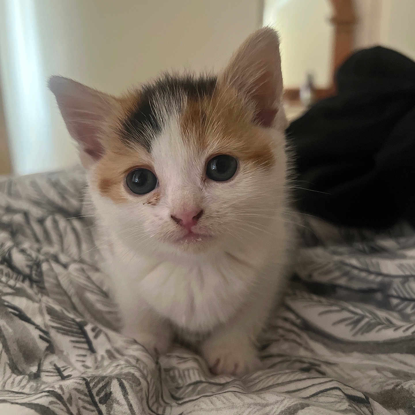 Nugget is registered to the contest to win money with this photo: abyssinian, angora, animal, bed, bedroom, blanket, cat, furniture, indoors, kitten, manx, pet, quilt, room, siamese