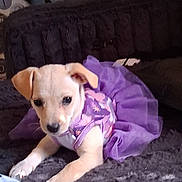 Naomi is registered to the contest to win money with this photo: puppy, dog, pet, purple_dress, cute, animal, indoor, blanket, fur, small, young, portrait, canine, resting, mammal, soft, domestic, laying, eyes, ears