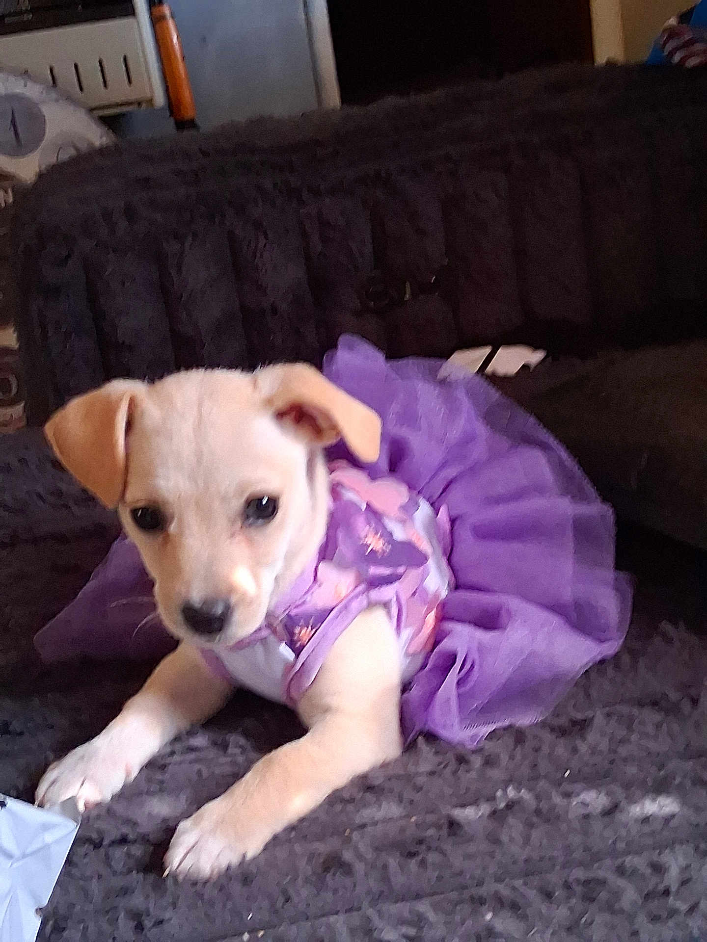 Naomi is registered to the contest to win money with this photo: puppy, dog, pet, purple_dress, cute, animal, indoor, blanket, fur, small, young, portrait, canine, resting, mammal, soft, domestic, laying, eyes, ears