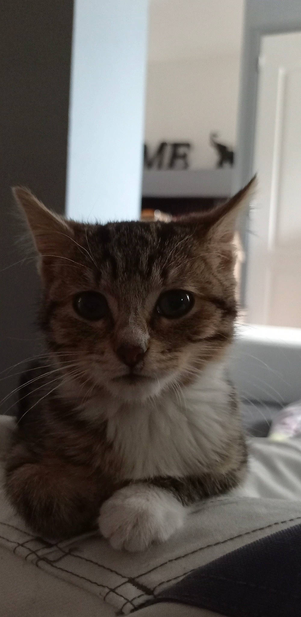 Prune participe au concours pour gagner de l'argent avec cette photo : box, carnivore, cat, claw, domestic_short_haired_cat, eye, fawn, felidae, fur, head, paw, small_to_medium_sized_cats, snout, whiskers, window