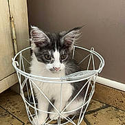 Réglisse a rejoint le concours — aidez-le/la à gagner de superbes lots ! kitten, cat, pet, white, gray, basket, wire_basket, floor, tile_floor, indoor, curious, sitting, animal, feline, young_cat, domestic_cat, home, cabinet, wall, quiet