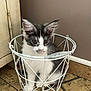kitten, cat, pet, white, gray, basket, wire_basket, floor, tile_floor, indoor, curious, sitting, animal, feline, young_cat, domestic_cat, home, cabinet, wall, quiet