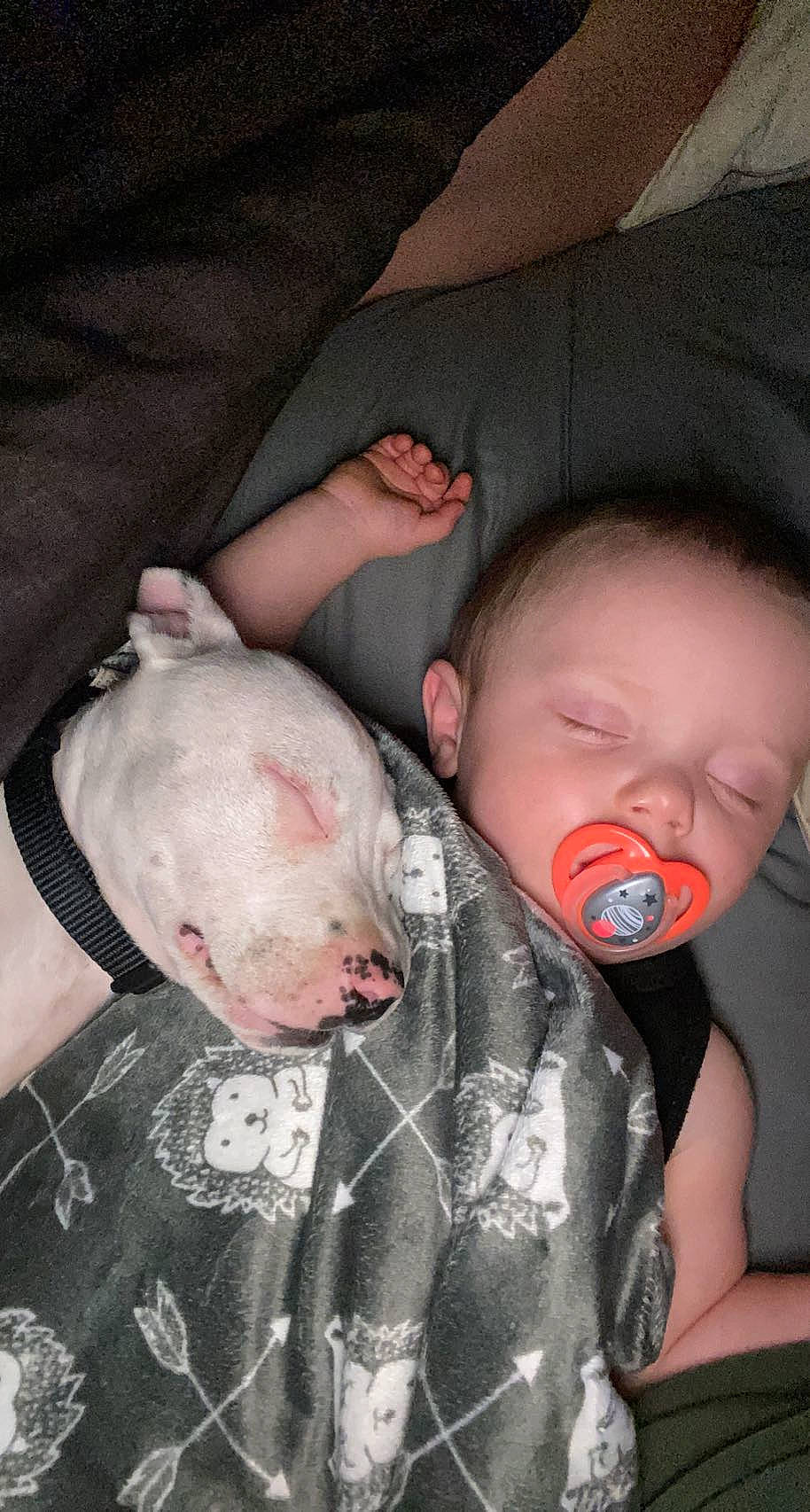 Alan joined the competition — help win amazing prizes! baby, baby_toddler_clothing, carmine, carnivore, cheek, child, comfort, dog_breed, fawn, flesh, mouth, nail, nose, person, pink, skin, snout, sporting_group, suidae, terrestrial_animal