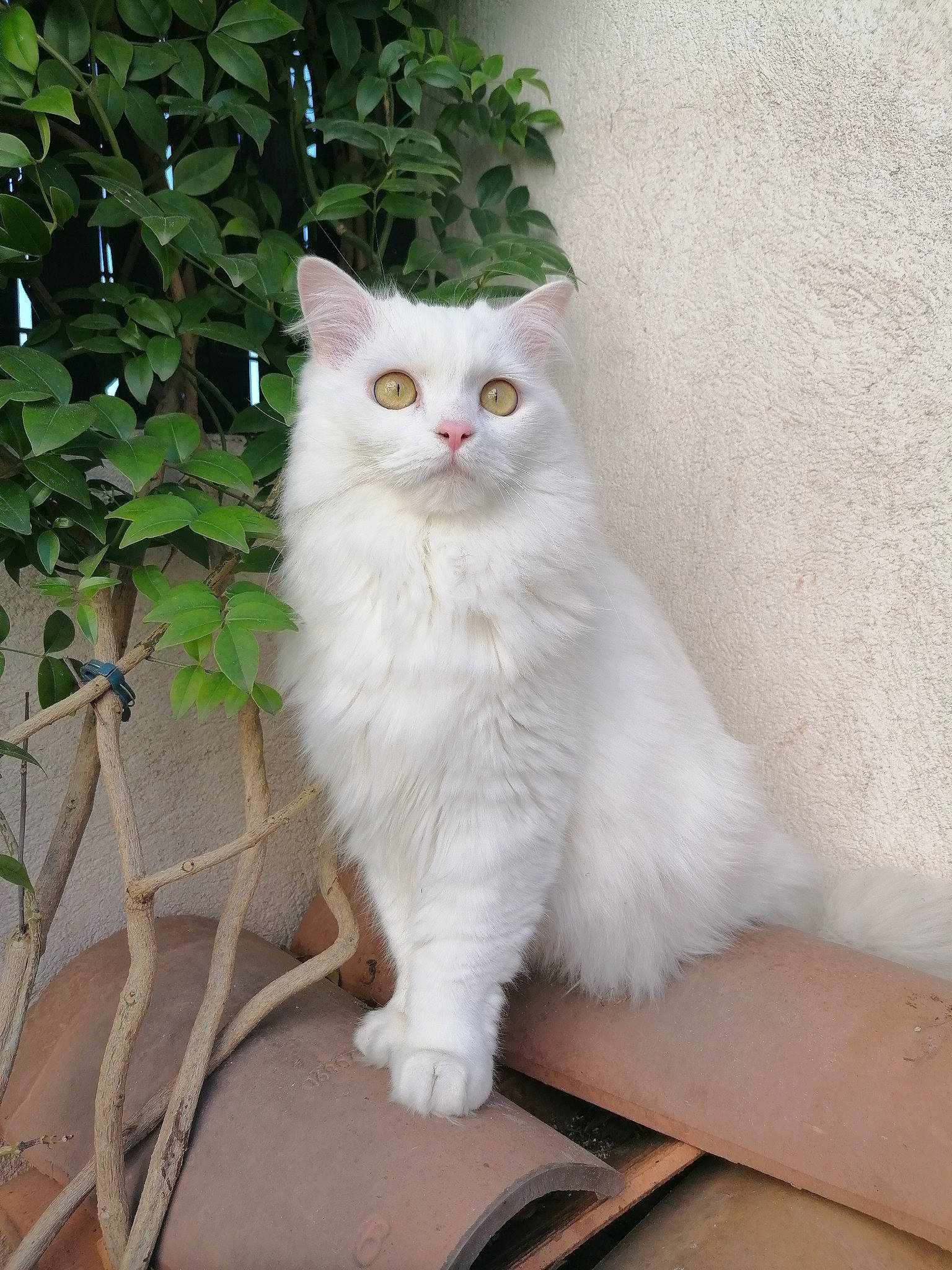 Gala participe au concours pour gagner de l'argent avec cette photo : carnivore, cat, domestic_short_haired_cat, fawn, felidae, fur, paw, plant, sitting, small_to_medium_sized_cats, tail, terrestrial_animal, whiskers, wood