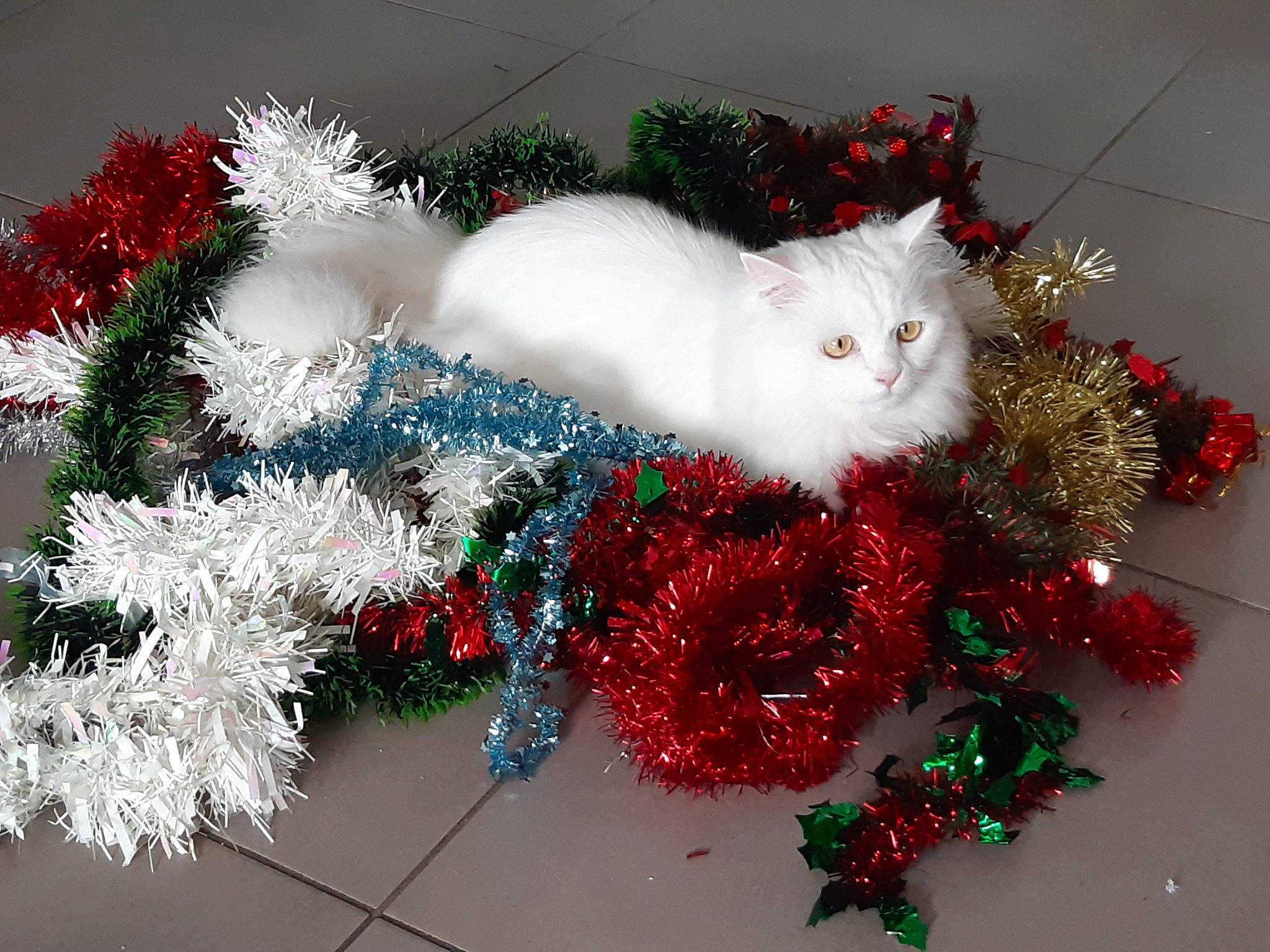 Gala participe au concours pour gagner de l'argent avec cette photo : carnivore, cat, christmas, christmas_decoration, christmas_eve, christmas_ornament, conifer, decoration, event, fawn, felidae, fur, holiday, holiday_ornament, interior_design, ornament, santa_claus, small_to_medium_sized_cats, tail, whiskers