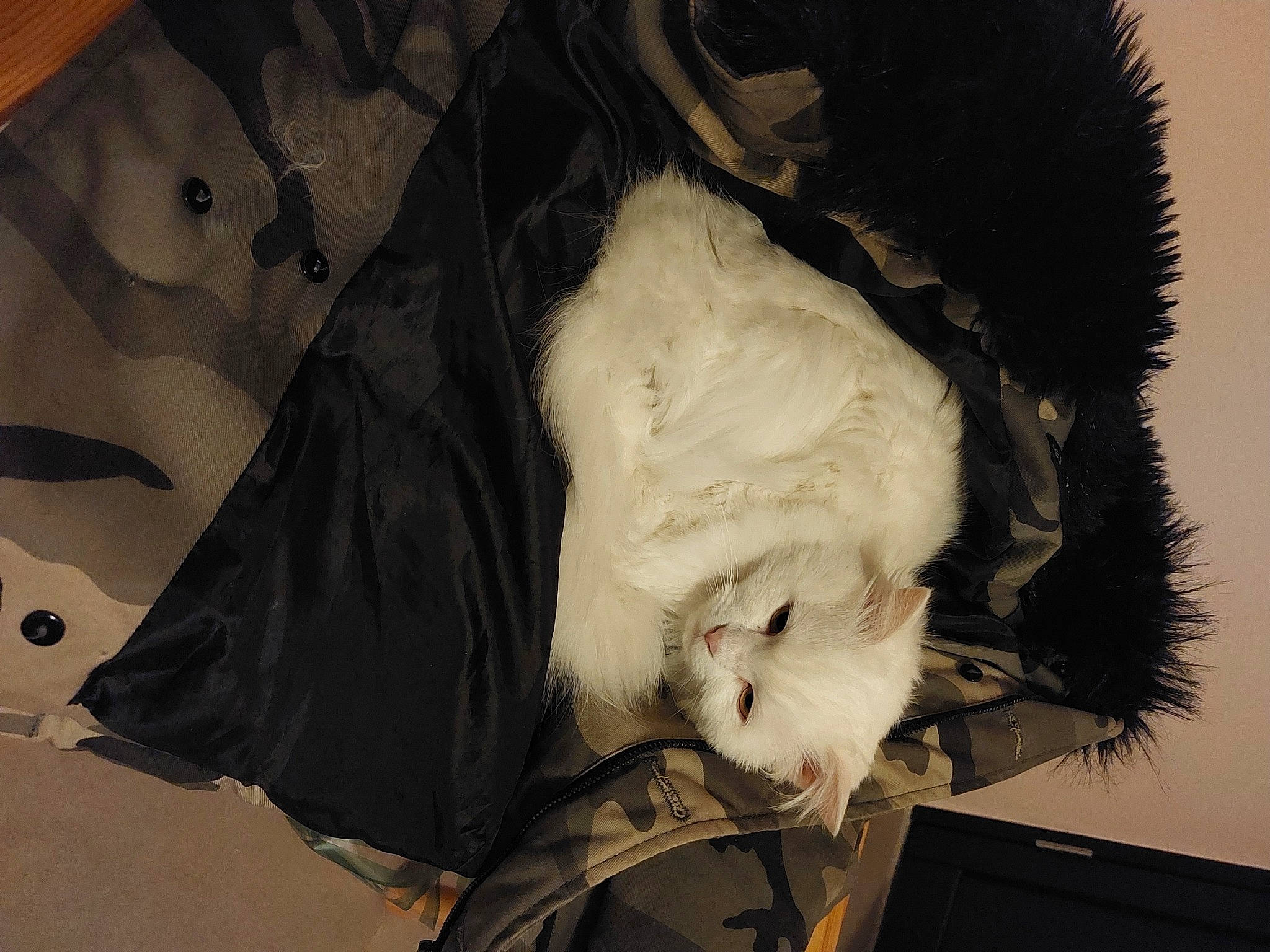 Gala a rejoint le concours — aidez-le/la à gagner de superbes lots ! beard, canidae, companion_dog, dog_breed, facial_hair, feather, felidae, fur, monochrome, monochrome_photography, moustache, paper_product, pattern, small_to_medium_sized_cats, sunglasses, tail, toy, tree, whiskers