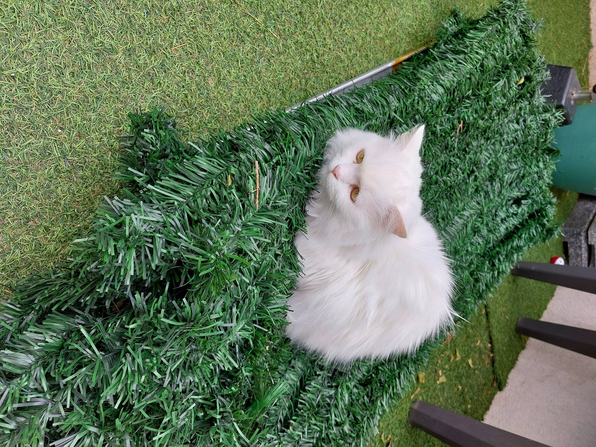 Gala a rejoint le concours — aidez-le/la à gagner de superbes lots ! carnivore, cat, companion_dog, dog_breed, domestic_short_haired_cat, fawn, felidae, flooring, fur, grass, groundcover, lawn, plant, road_surface, shrub, small_to_medium_sized_cats, spitz, tail, whiskers, wood