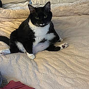 Herman is registered to the contest to win money with this photo: animal, bed, bedspread, black_and_white_cat, cat, cute, domestic_animal, eyes, feline, fur, indoor, looking, paw, pet, pillow, relaxed, resting, sitting, tail, whiskers