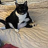 animal, bed, bedspread, black_and_white_cat, cat, cute, domestic_animal, eyes, feline, fur, indoor, looking, paw, pet, pillow, relaxed, resting, sitting, tail, whiskers