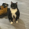 Herman is registered to the contest to win money with this photo: animal, black_and_white, boots, cat, companion, cute, domestic_animal, ears, floor, fur, indoor, looking, paws, pet, sandals, shadow, sitting, tuxedo_cat, whiskers, wooden_floor