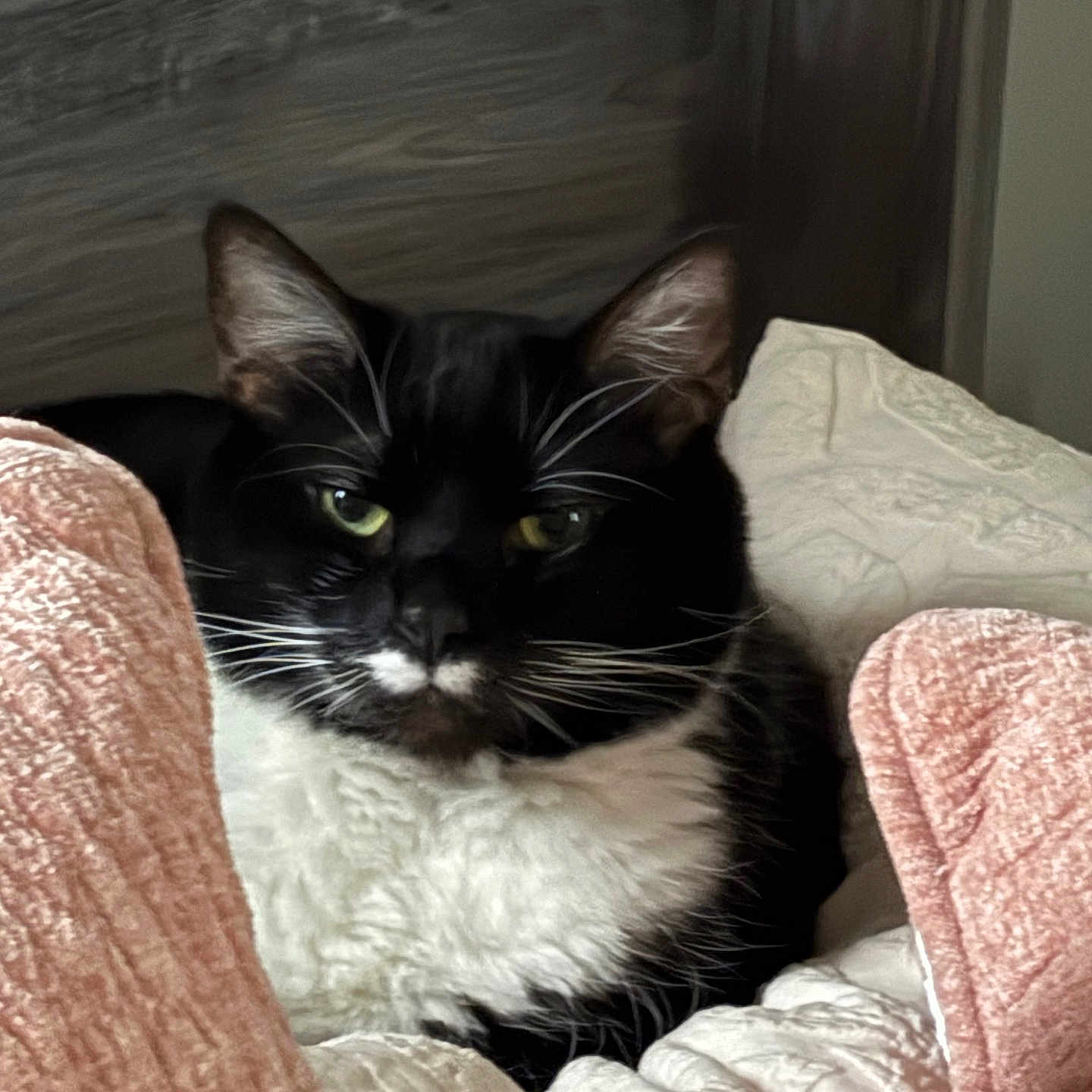 Herman joined the competition — help win amazing prizes! animal, bed, black_and_white, blanket, cat, closeup, comfort, cozy, cute, domestic_cat, feline, fur, indoor, pet, relaxed, resting, sleepy, soft_texture, tuxedo_cat, whiskers