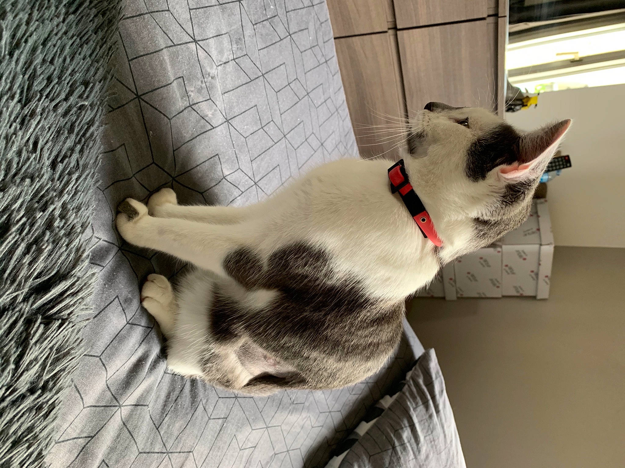 Coquine a rejoint le concours — aidez-le/la à gagner de superbes lots ! canidae, carnivore, cat, cat_furniture, cat_supply, collar, companion_dog, dog_breed, domestic_short_haired_cat, fawn, felidae, fur, grey, paw, pet_supply, small_to_medium_sized_cats, sporting_group, tail, whiskers, wood