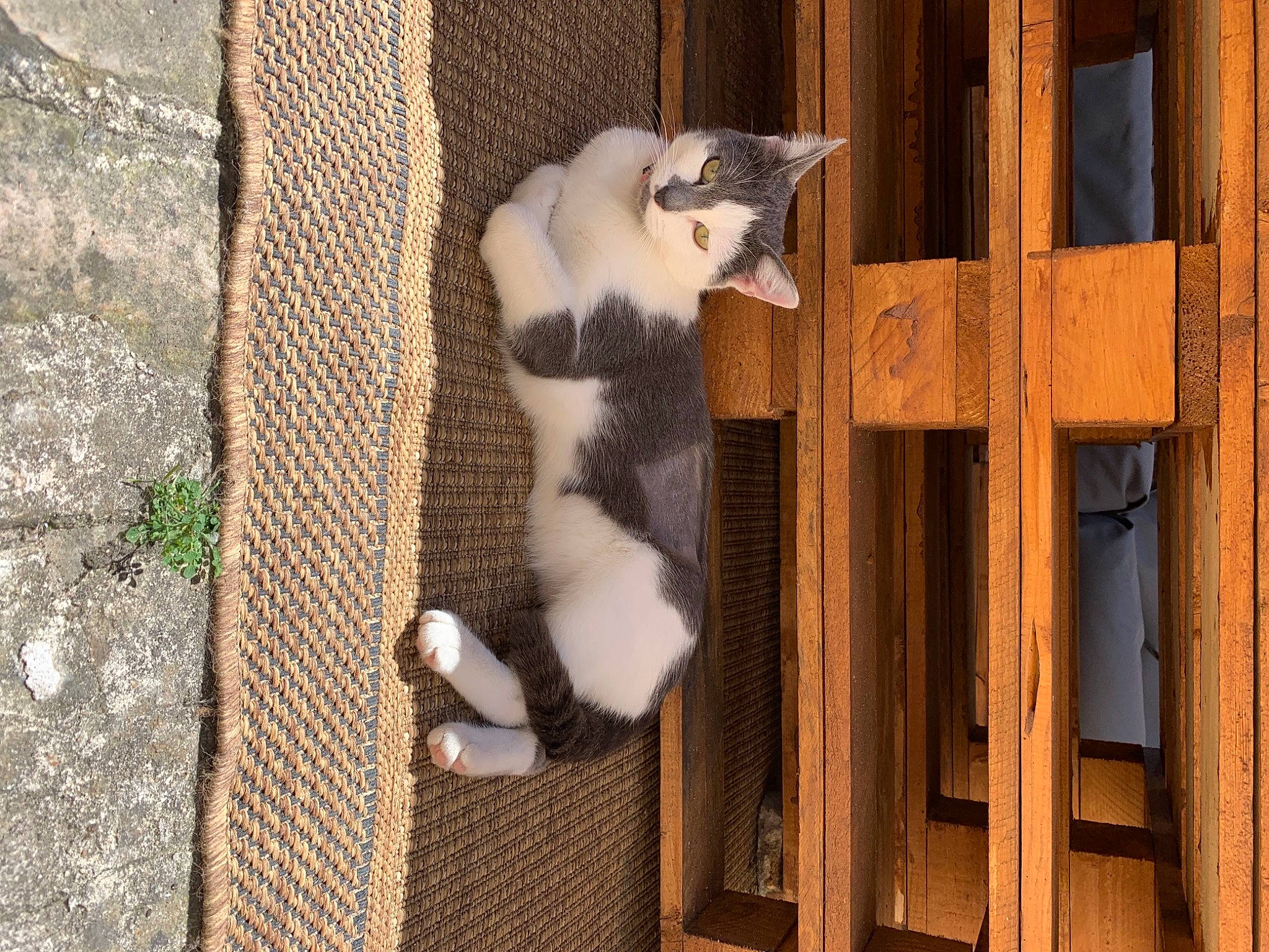 Coquine a rejoint le concours — aidez-le/la à gagner de superbes lots ! animal_shelter, carnivore, cat, cat_supply, domestic_short_haired_cat, door, fawn, felidae, fur, mesh, natural_material, pattern, pet_supply, small_to_medium_sized_cats, tail, terrestrial_animal, textile, whiskers, window, wood