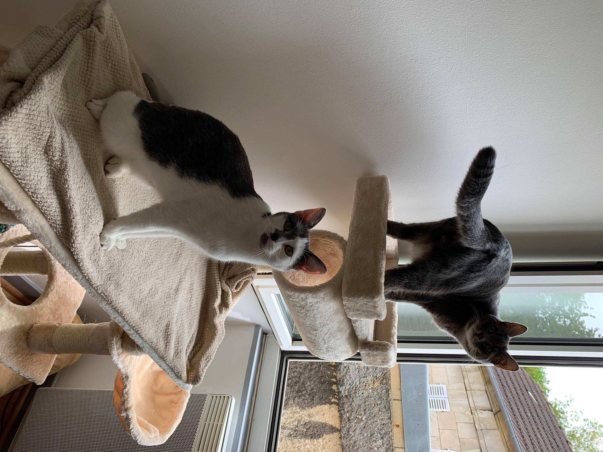 Coquine a rejoint le concours — aidez-le/la à gagner de superbes lots ! carnivore, cat, comfort, domestic_short_haired_cat, felidae, flooring, fur, grey, room, small_to_medium_sized_cats, snout, tail, whiskers, wood