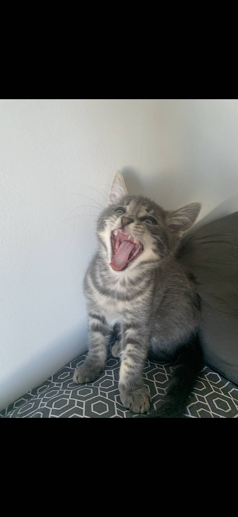 Snow a rejoint le concours — aidez-le/la à gagner de superbes lots ! carnivore, cat, comfort, domestic_short_haired_cat, eye, fang, felidae, foot, fur, grey, jaw, paw, photo_caption, rectangle, small_to_medium_sized_cats, snout, terrestrial_animal, whiskers, window, yawn