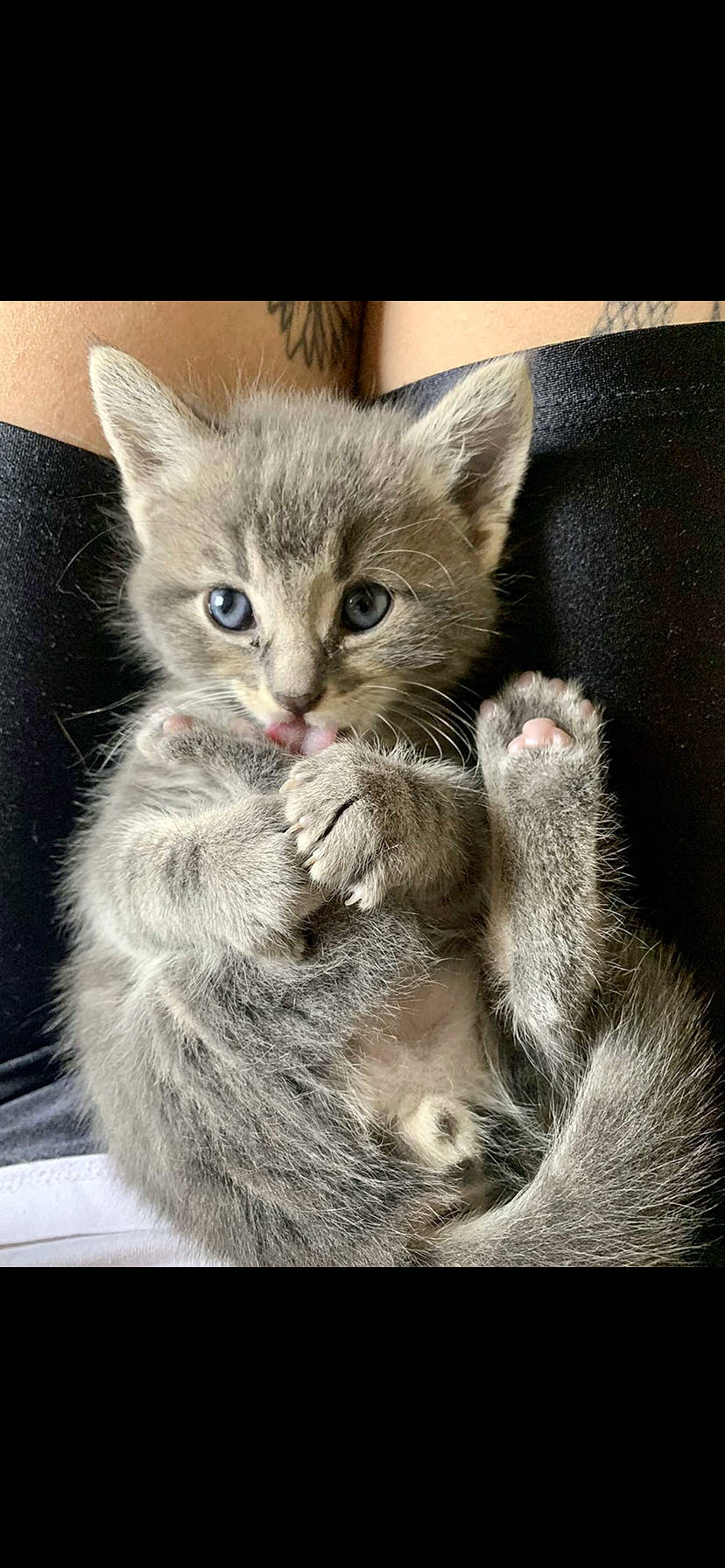 Snow a rejoint le concours — aidez-le/la à gagner de superbes lots ! carnivore, cat, claw, domestic_short_haired_cat, felidae, fur, gesture, grey, paw, photo_caption, sitting, small_to_medium_sized_cats, snout, tail, terrestrial_animal, whiskers, wildlife, window