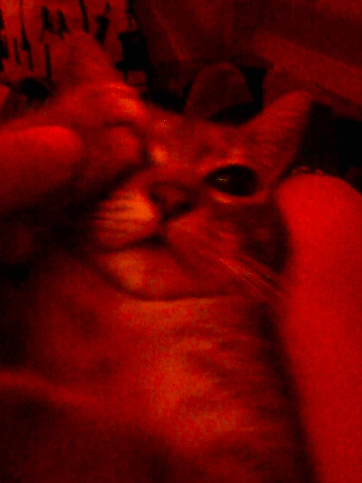 Lola