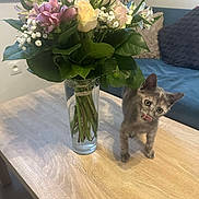 Pixie participe au concours pour gagner de l'argent avec cette photo : kitten, cat, flower_bouquet, glass_vase, wooden_table, indoor, curious, pet, green_leaves, pink_flowers, yellow_flowers, white_flowers, sofa, cushion, home, domestic, small_animal, playful, cute, tongue_out
