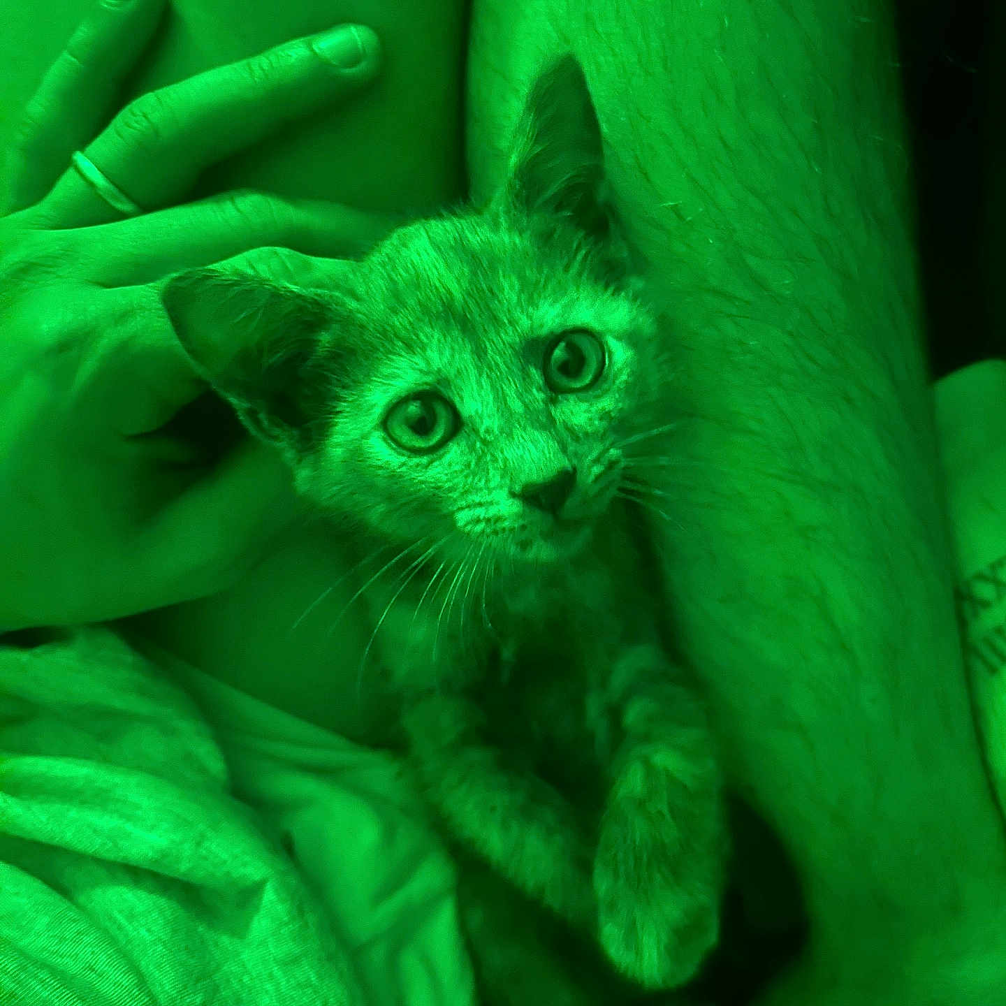 Pixie participe au concours pour gagner de l'argent avec cette photo : animal, cat, claws, closeup, companion, curious, cute, fur, green_light, hair, hand, human, indoor, kitten, legs, pet, resting, skin, small, whiskers
