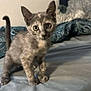 Pixie a rejoint le concours — aidez-le/la à gagner de superbes lots ! kitten, cat, pet, animal, bed, blanket, indoor, curious, young, feline, cute, small, fur, ears, whiskers, tail, looking, domestic, mammal, closeup