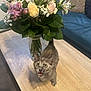 Pixie participe au concours pour gagner de l'argent avec cette photo : kitten, cat, animal, pet, table, wooden_table, flowers, bouquet, vase, leaf, greenery, indoor, furniture, couch, cushion, blue, curious, open_mouth, small, cute