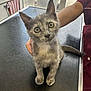 kitten, cat, animal, pet, table, scratched_surface, person, hand, indoor, curious, frosted_window, kitchen_towel, maroon_clothing, young_cat, feline, close_up, looking_up, whiskers, ears, tail