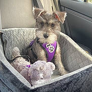 Riley joined the competition — help win amazing prizes! dog, puppy, car_seat, purple_harness, plush_toy, car_interior, seatbelt, window, fence, pet, animal, cute, furry, companion, sitting, domestic_animal, young_dog, cozy, indoor, transportation