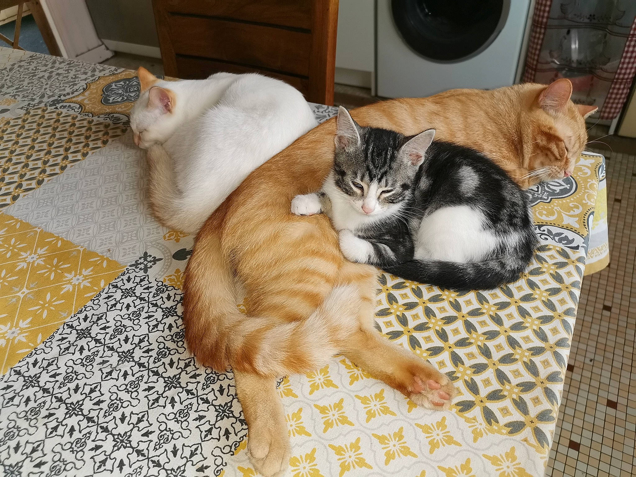 Rafy a rejoint le concours — aidez-le/la à gagner de superbes lots ! american_shorthair, asian, carnivore, cat, domestic_short_haired_cat, european_shorthair, felidae, fur, kitten, polydactyl_cat, small_to_medium_sized_cats, tabby_cat, tail, whiskers