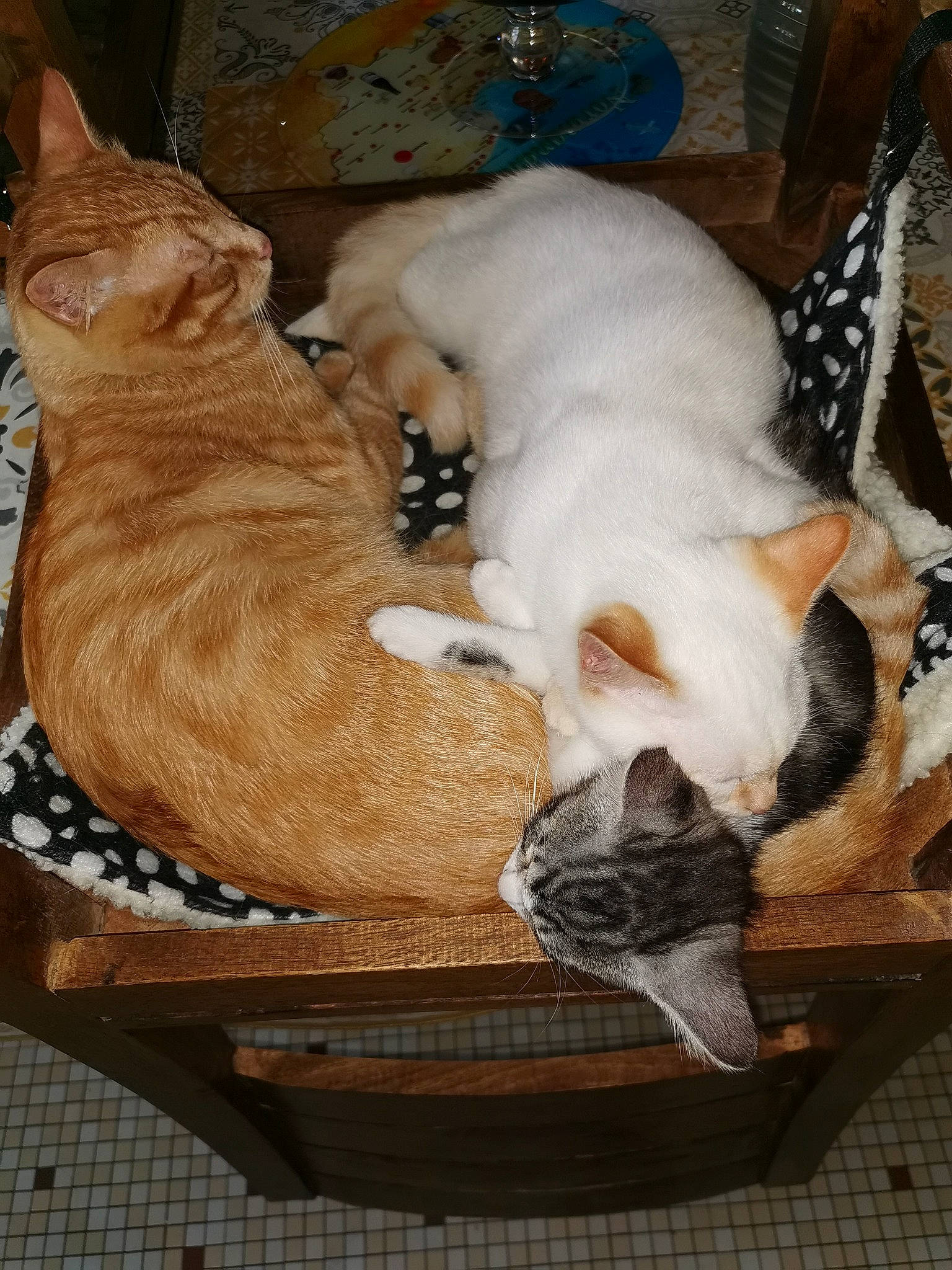 Rafy participe au concours pour gagner de l'argent avec cette photo : aegean_cat, arabian_mau, asian, carnivore, cat, cat_bed, colorpoint_shorthair, cornish_rex, european_shorthair, fawn, felidae, german_rex, kitten, mammal, small_to_medium_sized_cats, whiskers