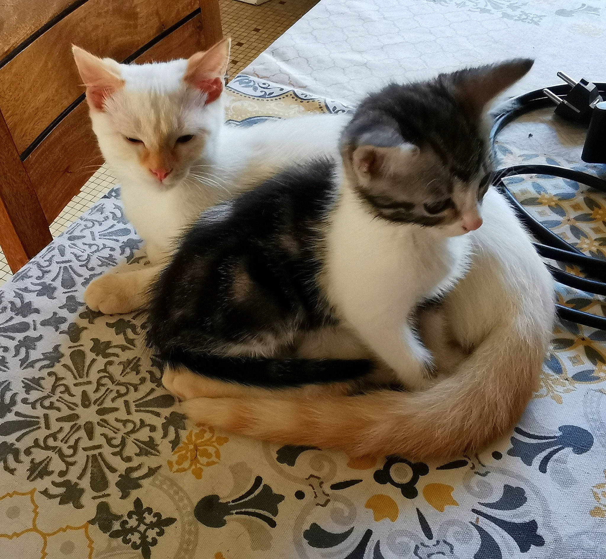 Rafy a rejoint le concours — aidez-le/la à gagner de superbes lots ! aegean_cat, american_wirehair, asian, carnivore, cat, domestic_short_haired_cat, european_shorthair, felidae, fur, kitten, mammal, polydactyl_cat, small_to_medium_sized_cats, tail, whiskers