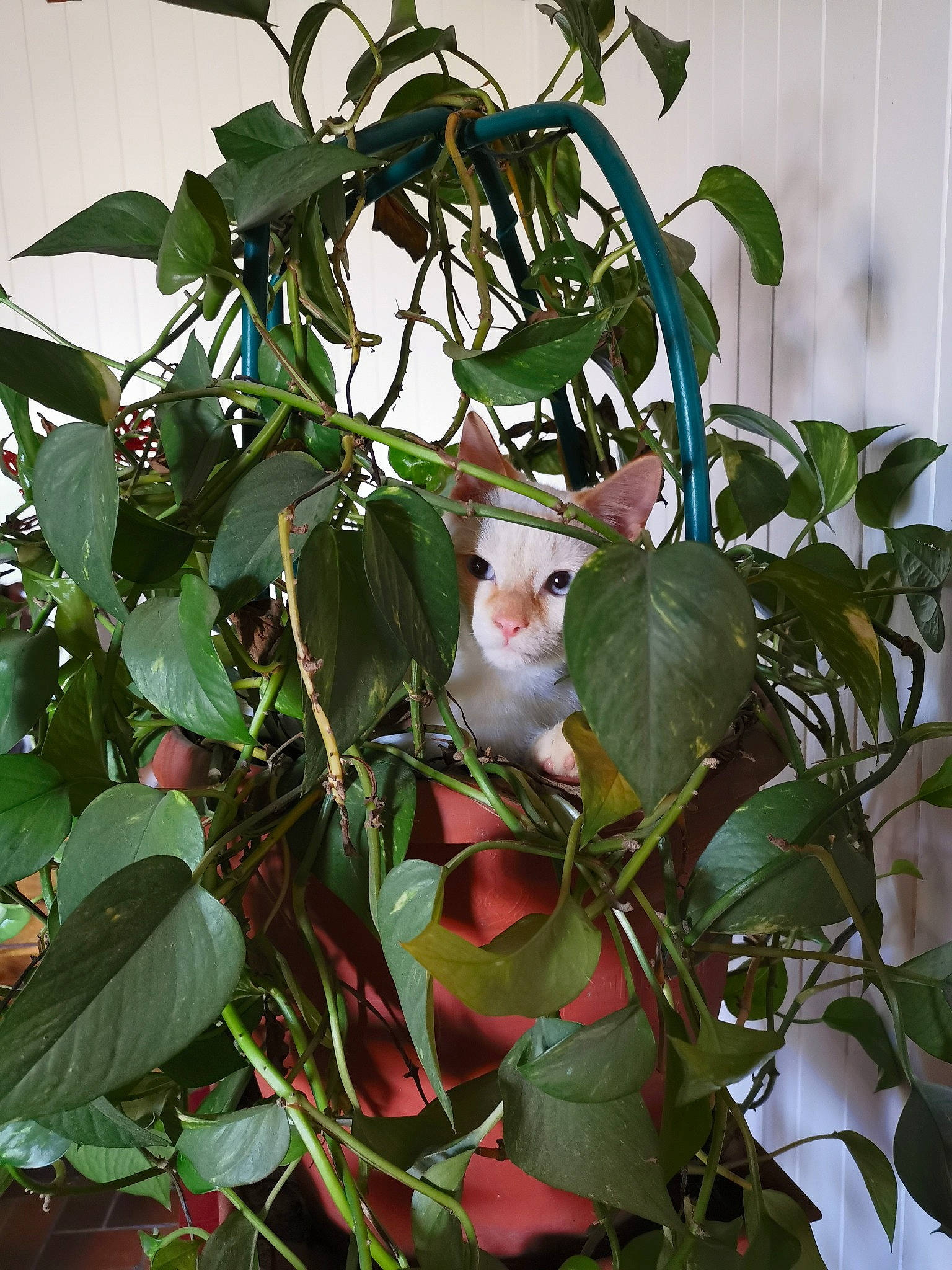 Rafy participe au concours pour gagner de l'argent avec cette photo : cat, felidae, flower, houseplant, leaf, plant, plant_stem, small_to_medium_sized_cats