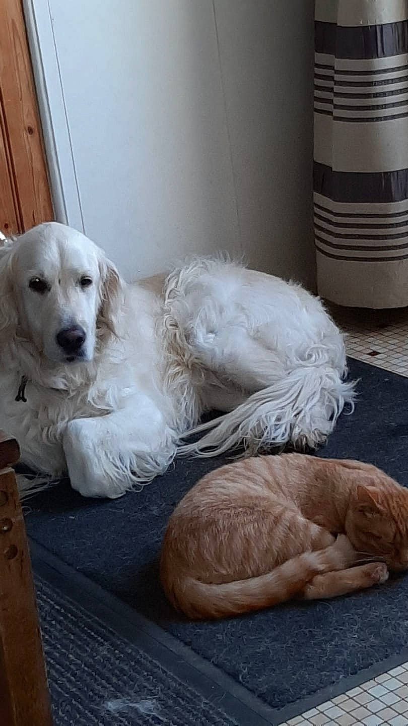 Rahan a rejoint le concours — aidez-le/la à gagner de superbes lots ! akbash_dog, canidae, carnivore, companion_dog, dog, dog_breed, golden_retriever, kuvasz, labrador_retriever, livestock_guardian_dog, mammal, maremma_sheepdog, polish_tatra_sheepdog, puppy, retriever, small_greek_domestic_dog, snout, sporting_group, vertebrate