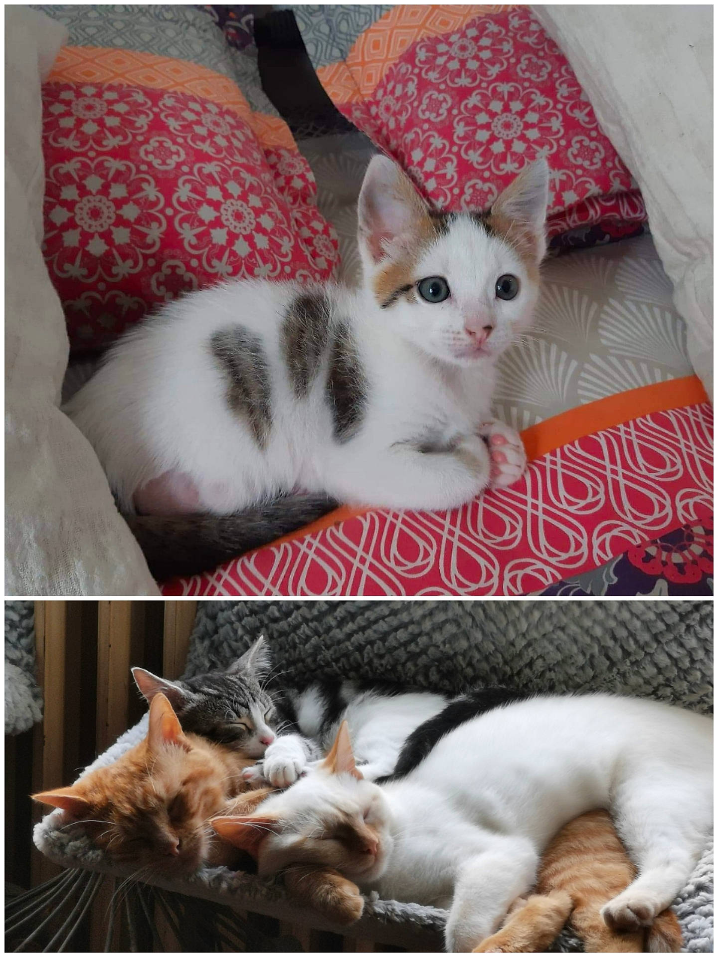 Rahan a rejoint le concours — aidez-le/la à gagner de superbes lots ! aegean_cat, american_wirehair, arabian_mau, asian, carnivore, cat, colorpoint_shorthair, domestic_short_haired_cat, european_shorthair, felidae, kitten, mammal, nap, paw, photo_caption, polydactyl_cat, small_to_medium_sized_cats, tail, whiskers