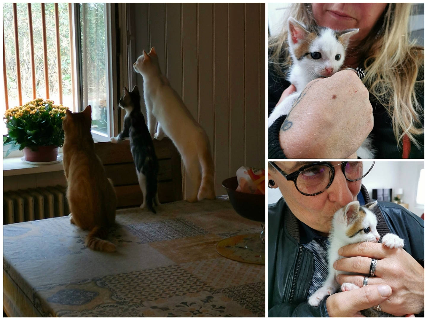 Rahan participe au concours pour gagner de l'argent avec cette photo : carnivore, cat, cornish_rex, fawn, felidae, hand, kitten, photo_caption, small_to_medium_sized_cats, snapshot, whiskers