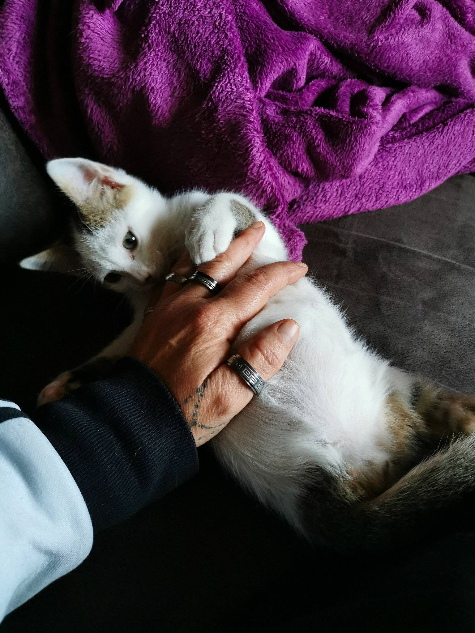 Rahan a rejoint le concours — aidez-le/la à gagner de superbes lots ! burmilla, carnivore, cat, colorpoint_shorthair, ear, fawn, felidae, fur, hand, kitten, mammal, nap, paw, puppy, singapura, skin, small_to_medium_sized_cats, turkish_angora, turkish_van, whiskers