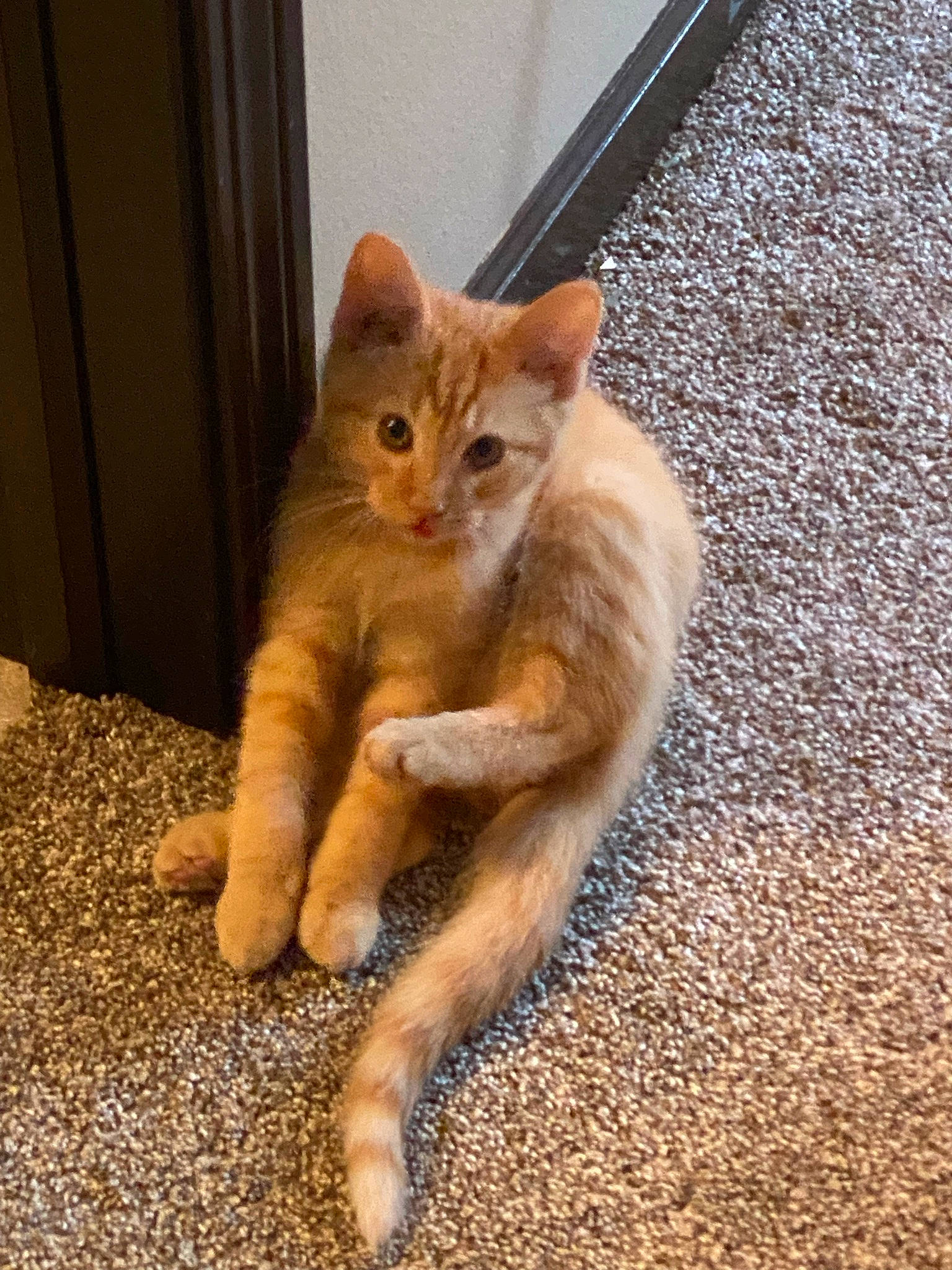 Astre joined the competition — help win amazing prizes! asphalt, carnivore, cat, claw, domestic_short_haired_cat, eye, fawn, felidae, flooring, foot, fur, human_leg, paw, road_surface, small_to_medium_sized_cats, snout, tail, whiskers, window, wood