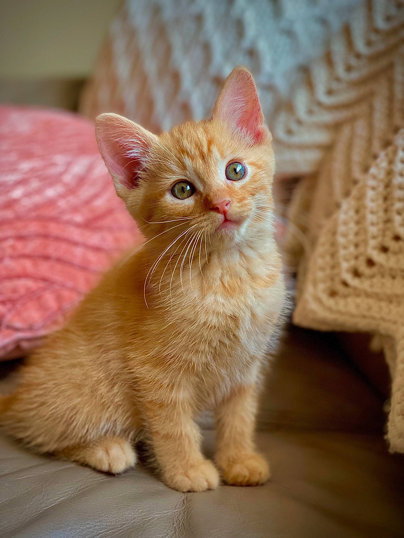 Astre is registered to the contest to win money with this photo: carnivore, cat, claw, doily, domestic_short_haired_cat, eye, fawn, felidae, fur, iris, paw, peach, small_to_medium_sized_cats, snout, tail, terrestrial_animal, toy, whiskers, window, wood