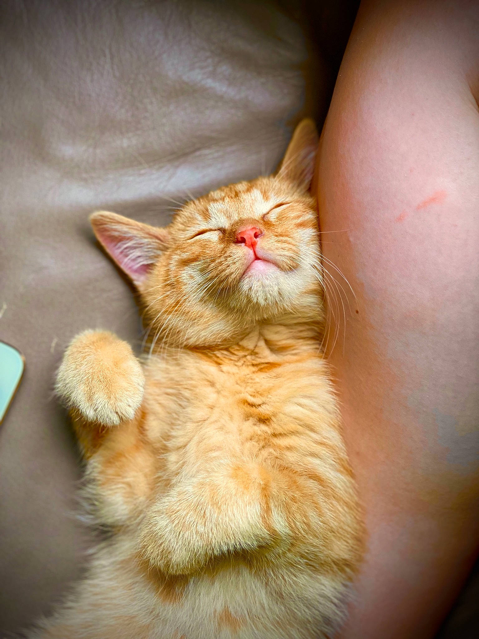 Astre is registered to the contest to win money with this photo: carnivore, cat, claw, comfort, domestic_short_haired_cat, fawn, felidae, foot, fur, human_leg, nail, paw, peach, small_to_medium_sized_cats, snout, tail, terrestrial_animal, whiskers, wood