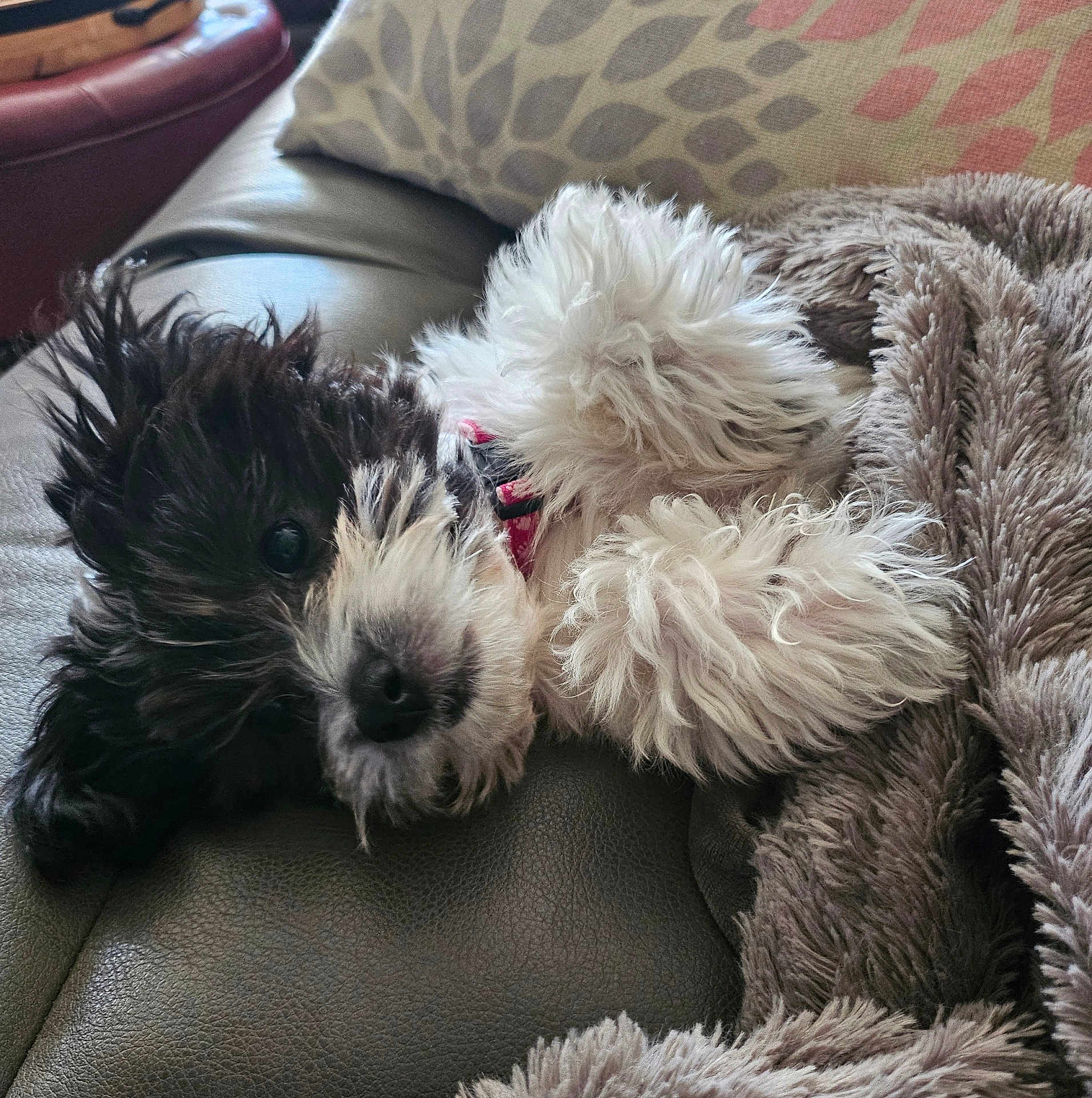 Emma is registered to the contest to win money with this photo: puppy, dog, black_and_white, fluffy, fur, couch, blanket, leather, pet, cute, relaxing, snuggling, domestic_animal, indoor, sleepy, small_dog, fur_texture, resting, cozy, close_up