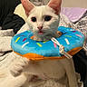 Cheesecake joined the competition — help win amazing prizes! animal, bed, blanket, cat, closeup, cozy, cute, donut_collar, ears, fur, indoor, pet, pillow, playful, resting, soft, tongue_out, toy, whiskers, white_cat