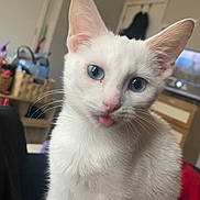 Cheesecake is registered to the contest to win money with this photo: animal_portrait, blue_eyes, cat, close_up, cozy, curious, cute, domestic_animal, ears, feline, fur, furniture, household, indoor, pet, pink_nose, tongue_out, whiskers, white_cat, young_cat