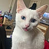 animal_portrait, blue_eyes, cat, close_up, cozy, curious, cute, domestic_animal, ears, feline, fur, furniture, household, indoor, pet, pink_nose, tongue_out, whiskers, white_cat, young_cat