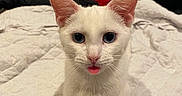 Cheesecake joined the competition — help win amazing prizes! animal, bed, blep, blue_eyes, cat, cozy, cute, domestic_animal, ears, feline, fur, indoor, looking_at_camera, pet, pink_nose, quilt, tongue_out, whiskers, white_cat, young_cat