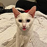 animal, bed, blep, blue_eyes, cat, cozy, cute, domestic_animal, ears, feline, fur, indoor, looking_at_camera, pet, pink_nose, quilt, tongue_out, whiskers, white_cat, young_cat