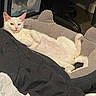 Cheesecake is registered to the contest to win money with this photo: animal, blanket, cat, cozy, cute, domestic_cat, ears, furniture, home_interior, indoor, laying_down, paw, pet_bed, pink_nose, relaxed, resting, sleepy, soft_texture, tail, white_cat